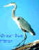 Great blue heron